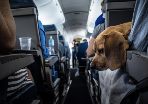 A brown dog rests during a flight.